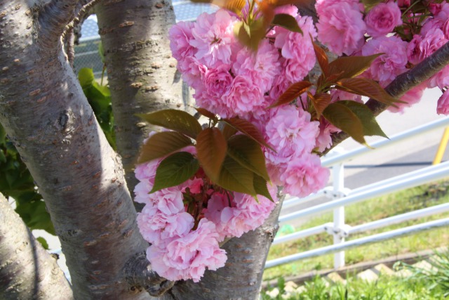 大木の横の牡丹桜