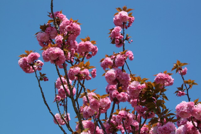 青い空に牡丹桜