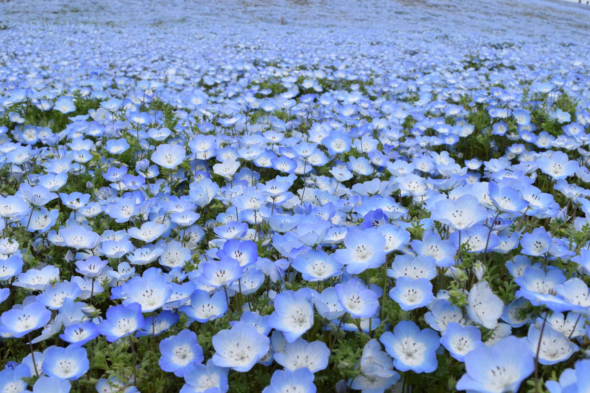 花 植物 ネモフィラの絨毯 壁紙19x1280 壁紙館