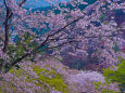 世界遺産・吉野山の春