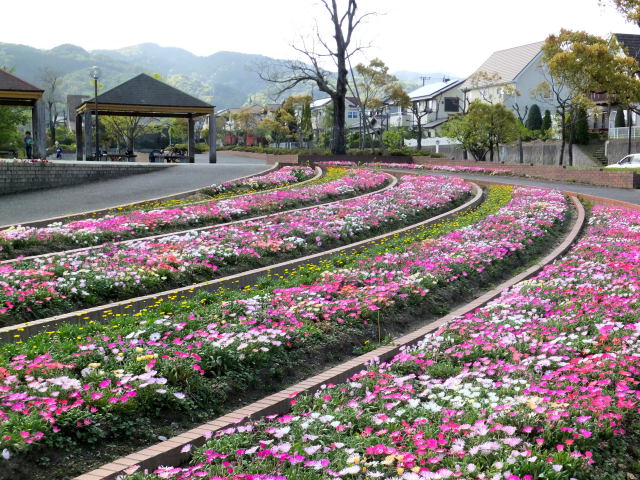 公園のお花畑