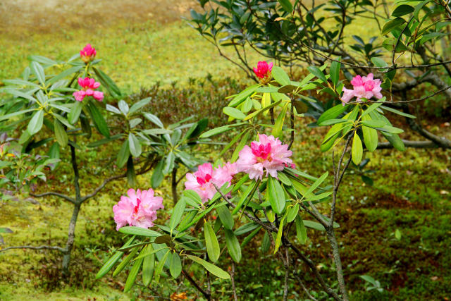 仁和寺・庭の石楠花