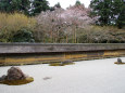 龍安寺・石庭と桜