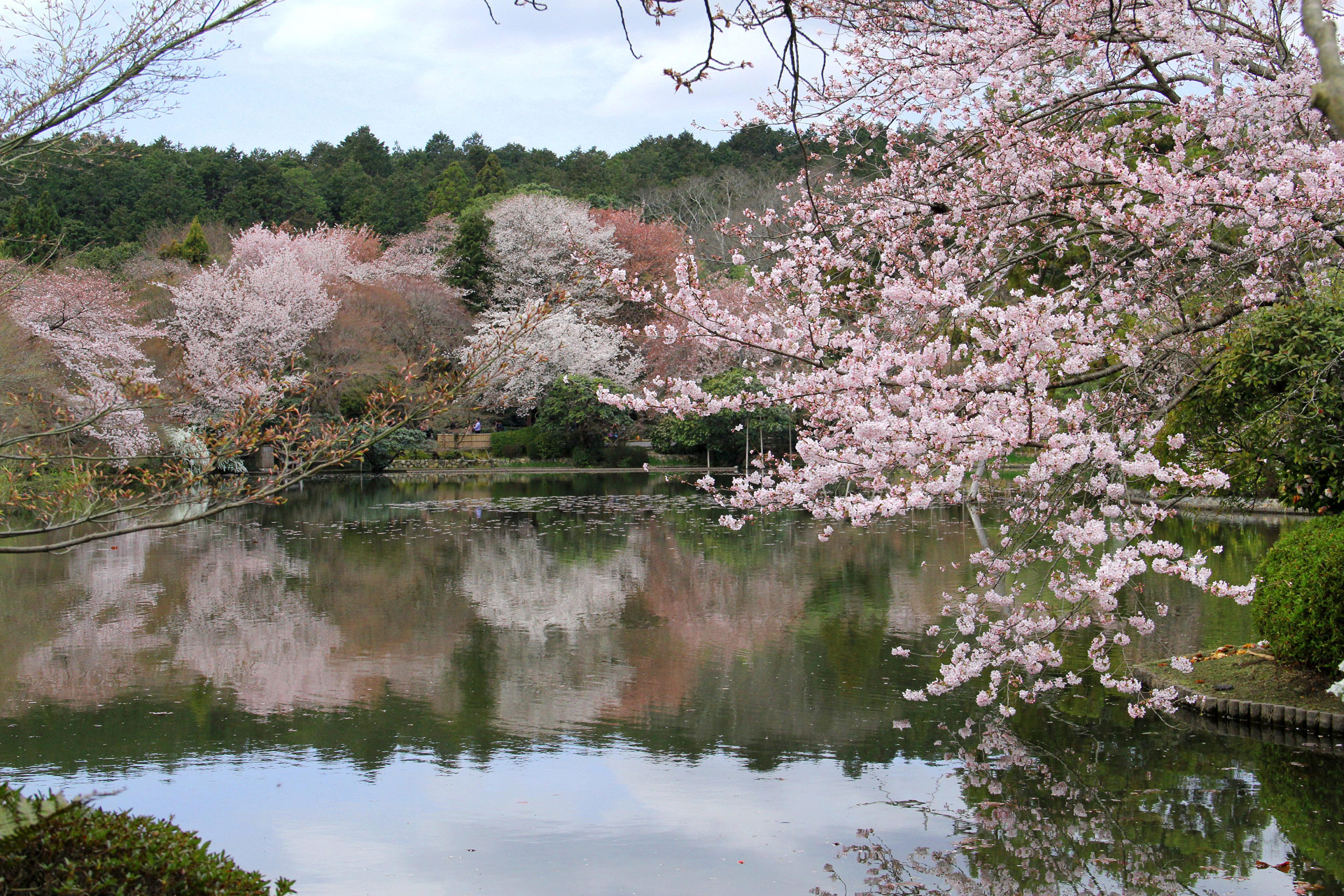 日本の風景 龍安寺 鏡容池と桜 壁紙19x1280 壁紙館