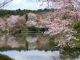龍安寺・鏡容池と桜