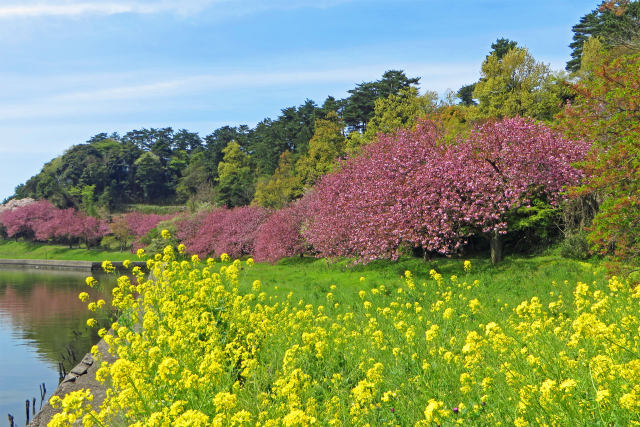 八重桜と菜の花/青島