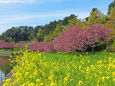 八重桜と菜の花/青島