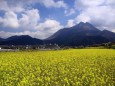 由布岳と菜の花畑