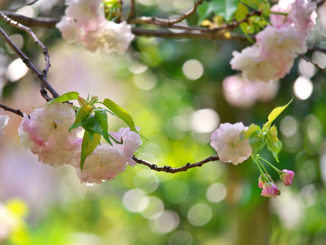 普賢象桜