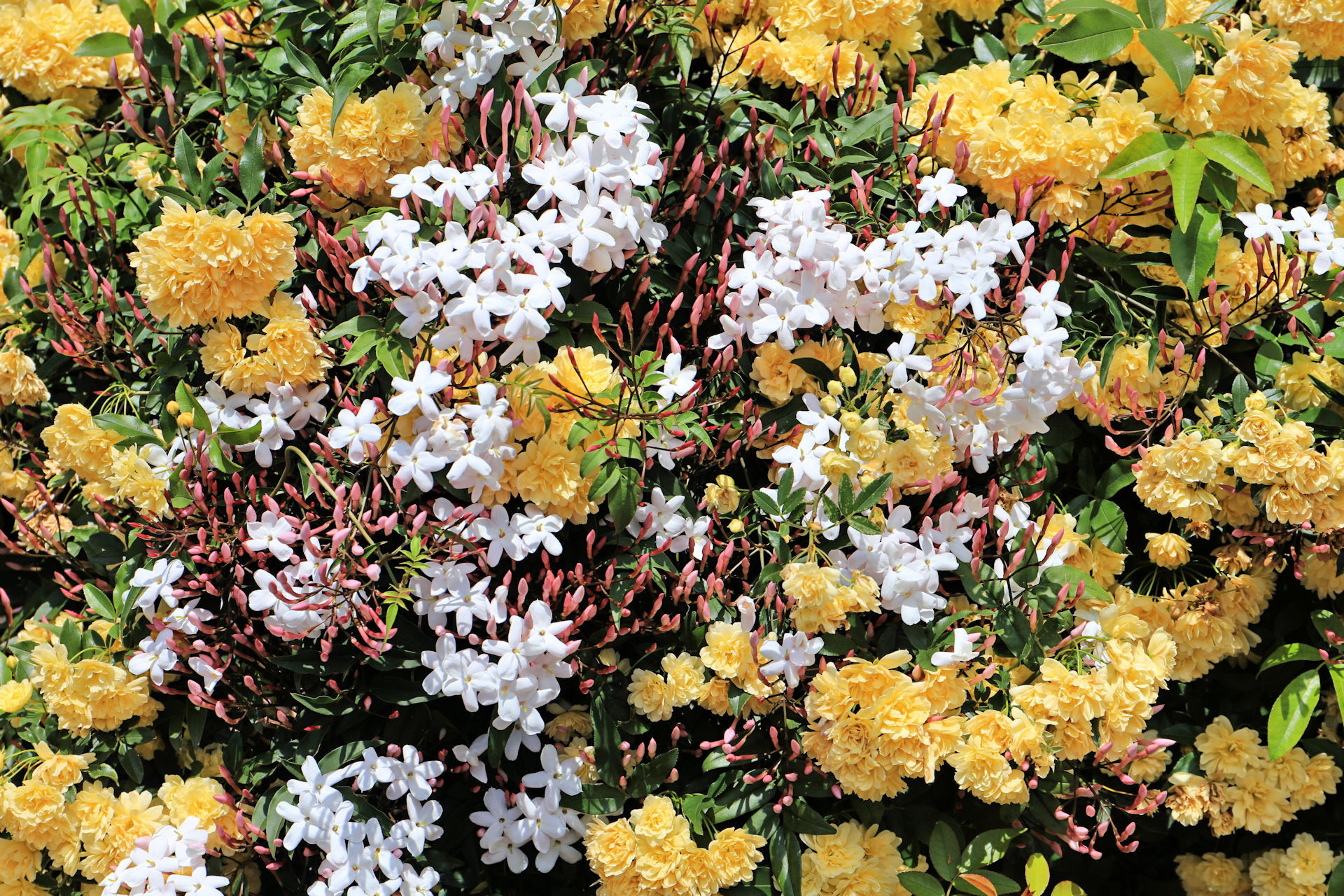 花 植物 ハゴロモジャスミン 壁紙19x1280 壁紙館