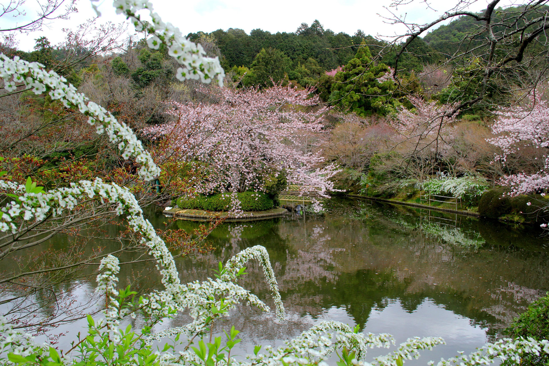 日本の風景 龍安寺 鏡容池の桜と雪柳 壁紙19x1280 壁紙館