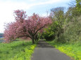 八重桜と新緑の散歩道
