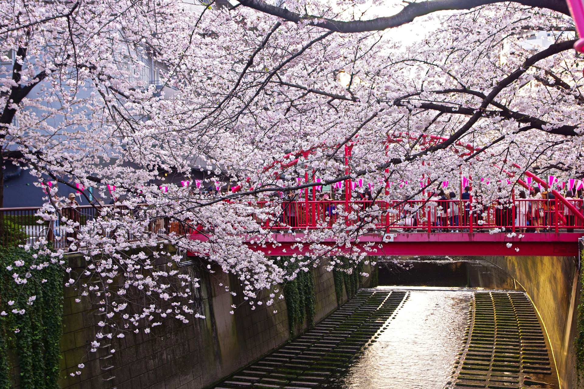 日本の風景 目黒川の桜 壁紙19x1280 壁紙館