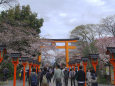 平野神社・参道の桜