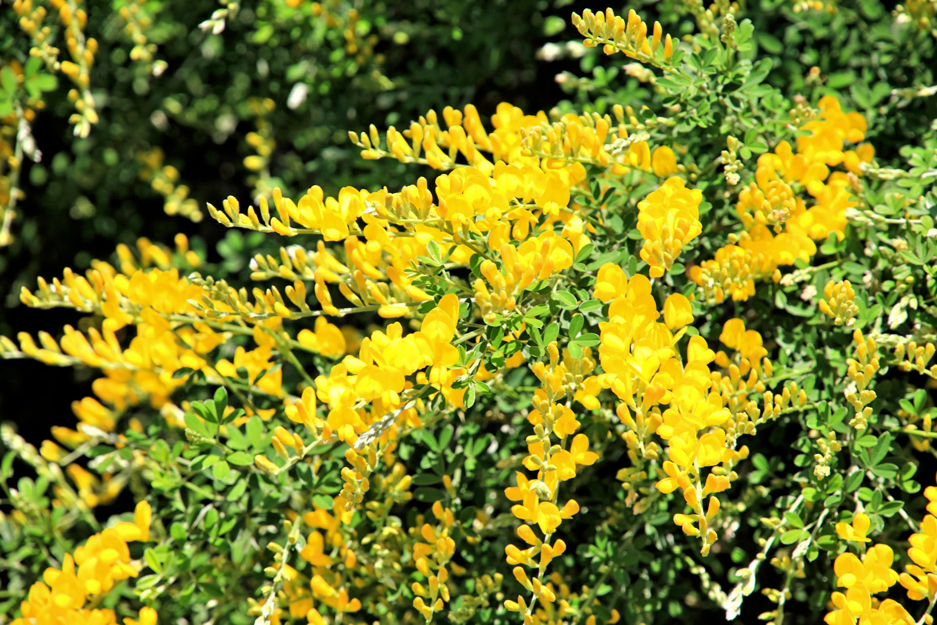 花 植物 エニシダ 壁紙19x1280 壁紙館