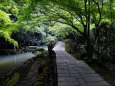日本寺のあふれる緑