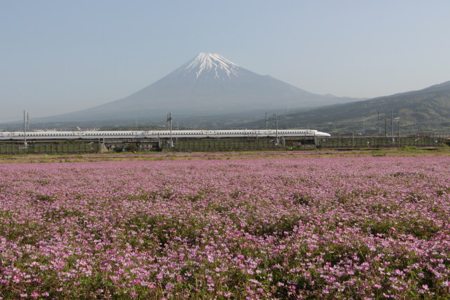 レンゲ畑と新幹線・富士山
