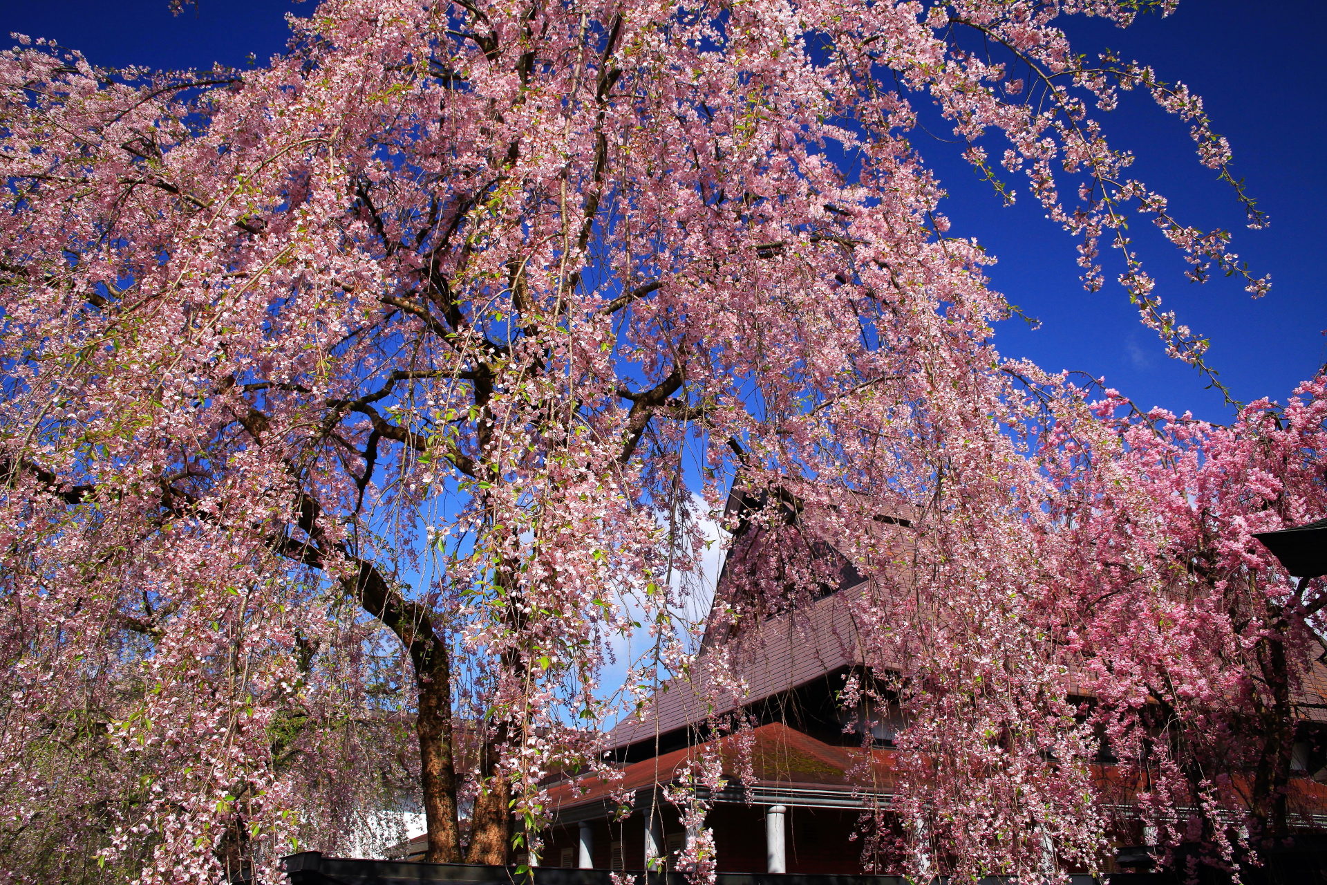 日本の風景 小京都角館のしだれ桜 壁紙19x1280 壁紙館