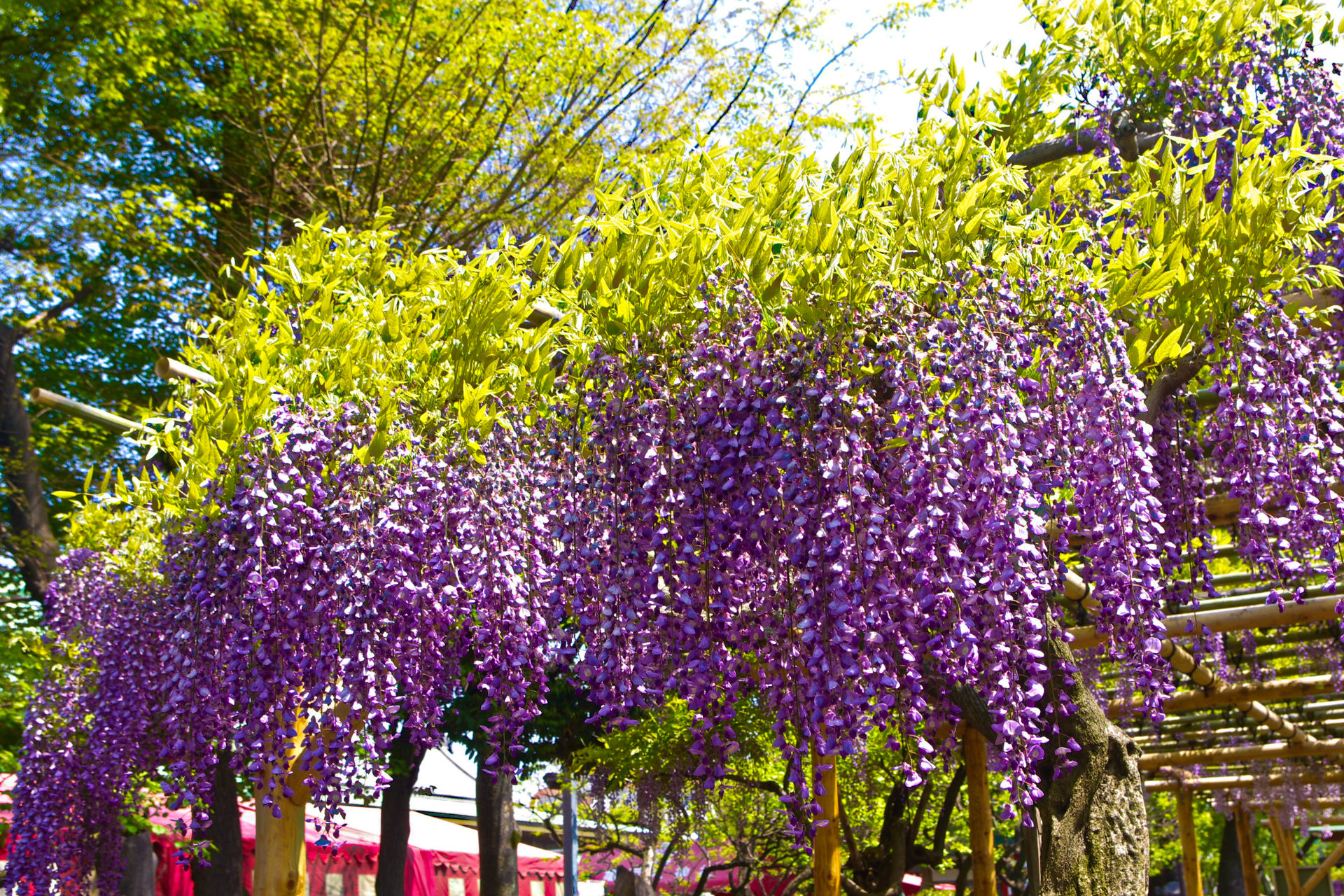 花 植物 藤の花 壁紙19x1280 壁紙館