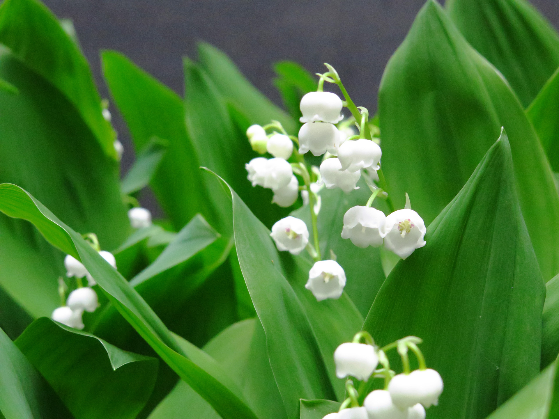 花 植物 すずらん 壁紙19x1440 壁紙館