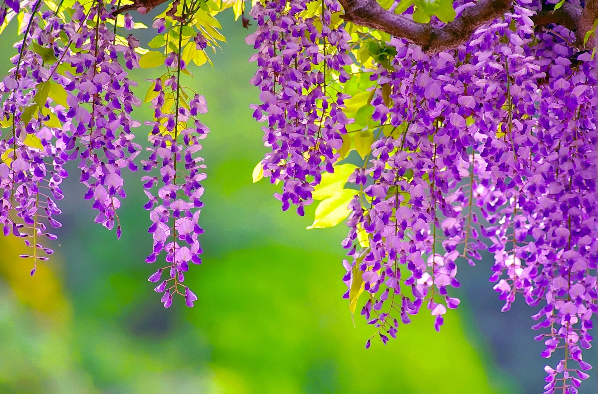 花 植物 フジの花 壁紙19x1265 壁紙館