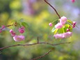 普賢象桜