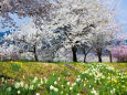桜並木と水仙