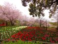 チュリプ畑と桜