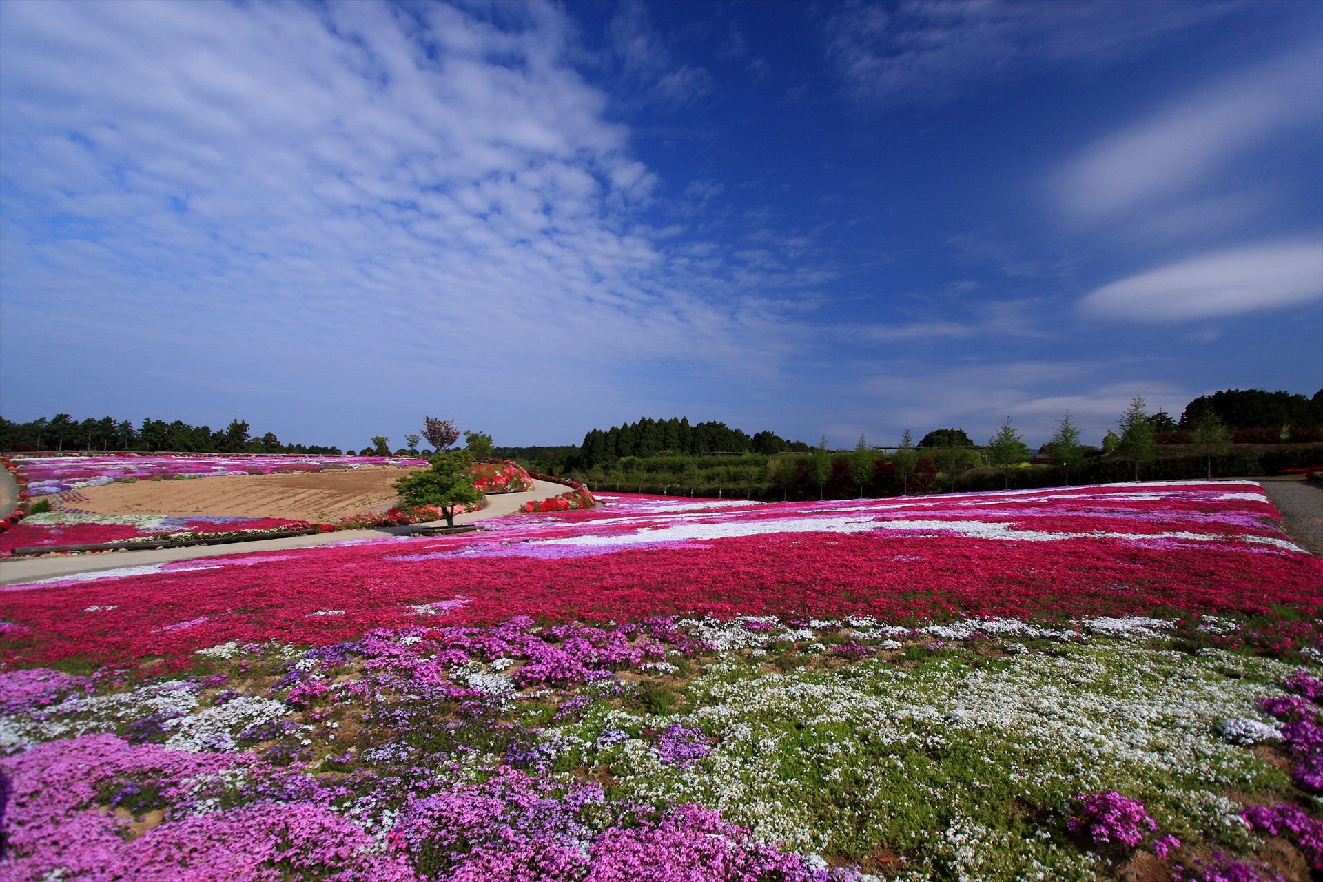 日本の風景 青空の芝桜 壁紙19x1280 壁紙館