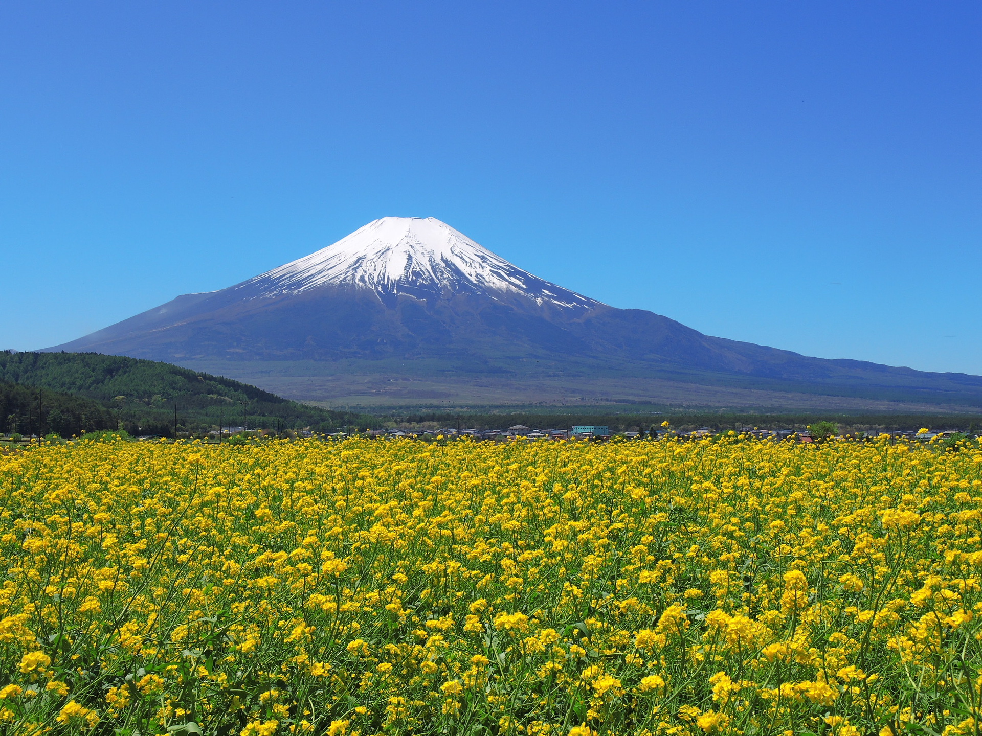 日本の風景 菜の花畑 壁紙19x1440 壁紙館