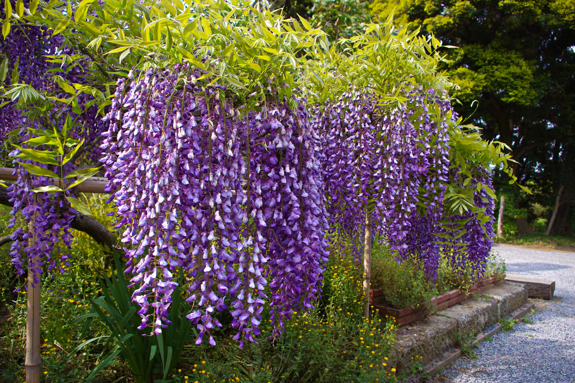 日本の風景 藤の花 壁紙19x1280 壁紙館