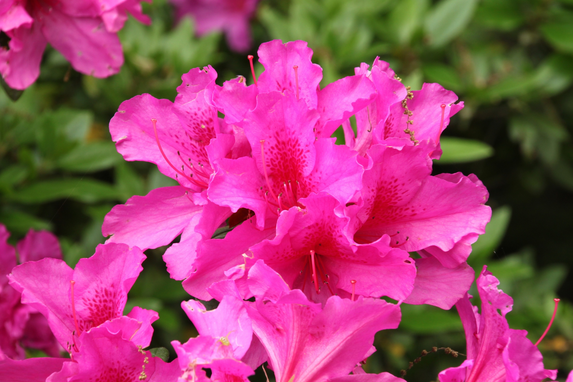 花 植物 五月の花 壁紙19x1280 壁紙館