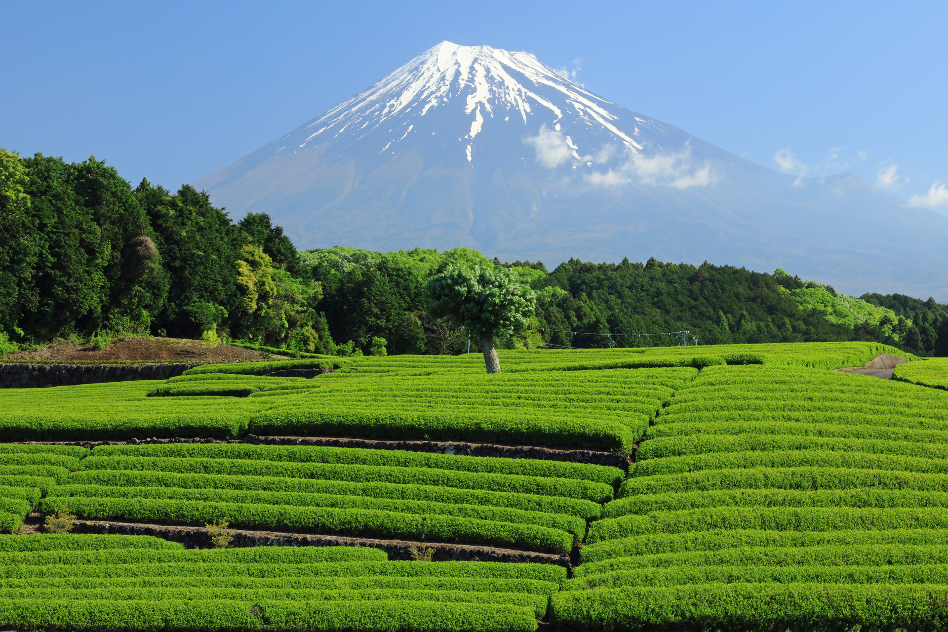 日本の風景 富士山と茶畑 壁紙19x1280 壁紙館