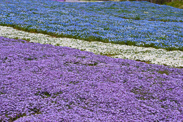 ネモフィラと青系芝桜