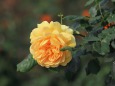 公園に咲く薔薇の花