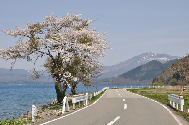 満開の桜と駒ケ岳