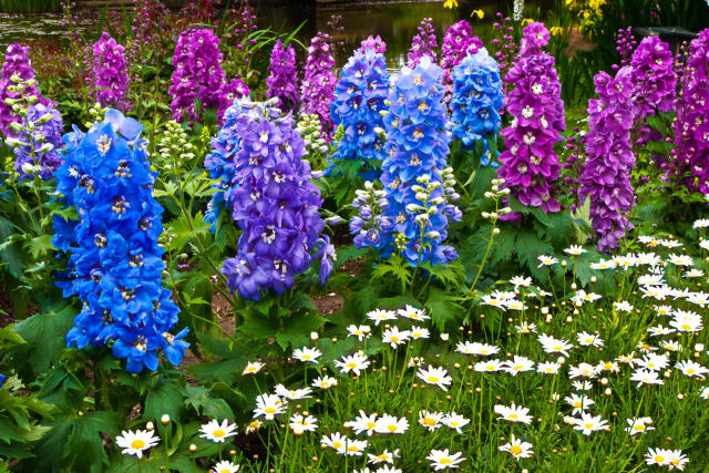 デルフィニウム