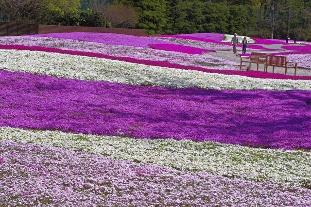 芝桜のガーデン