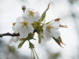 雨に濡れて