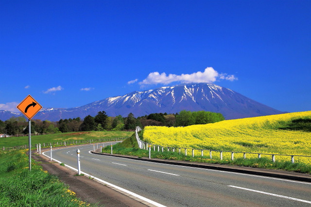 小岩井農場菜の花ロード
