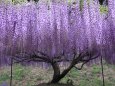 老木の藤花