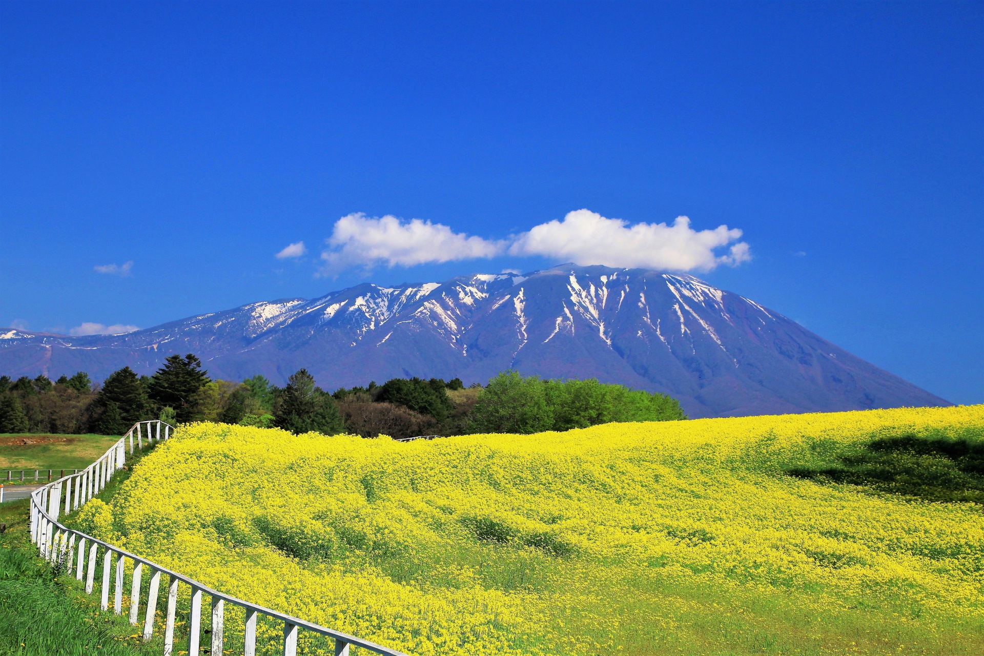 日本の風景 菜の花と岩手山 壁紙19x1280 壁紙館