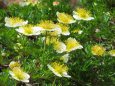 高山の花・チングルマ