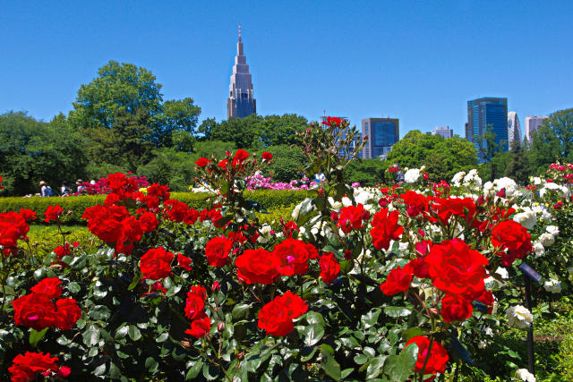 新宿御苑のバラ園