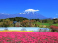 芝桜の丘から