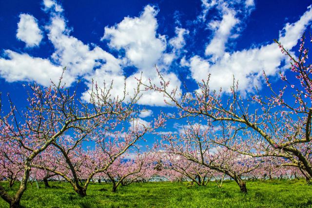 中野市の桃畑