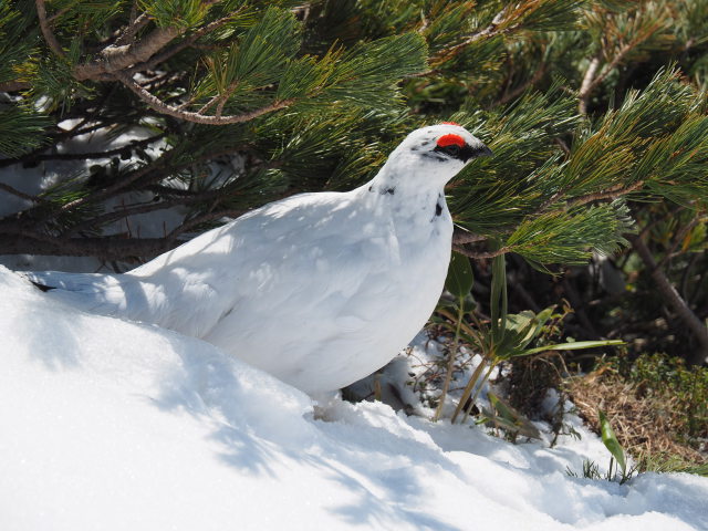 立山の雄雷鳥