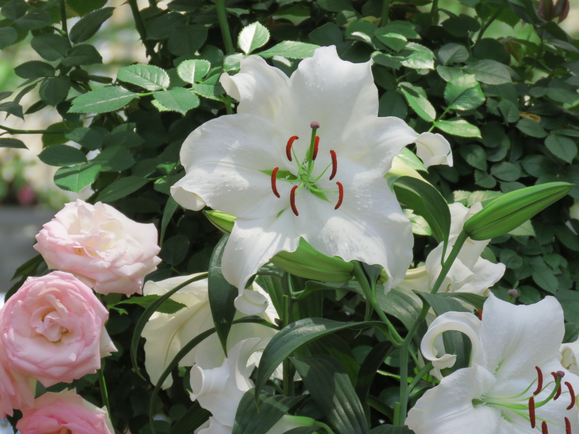 花 植物 バラに百合カサブランカ 壁紙19x1440 壁紙館