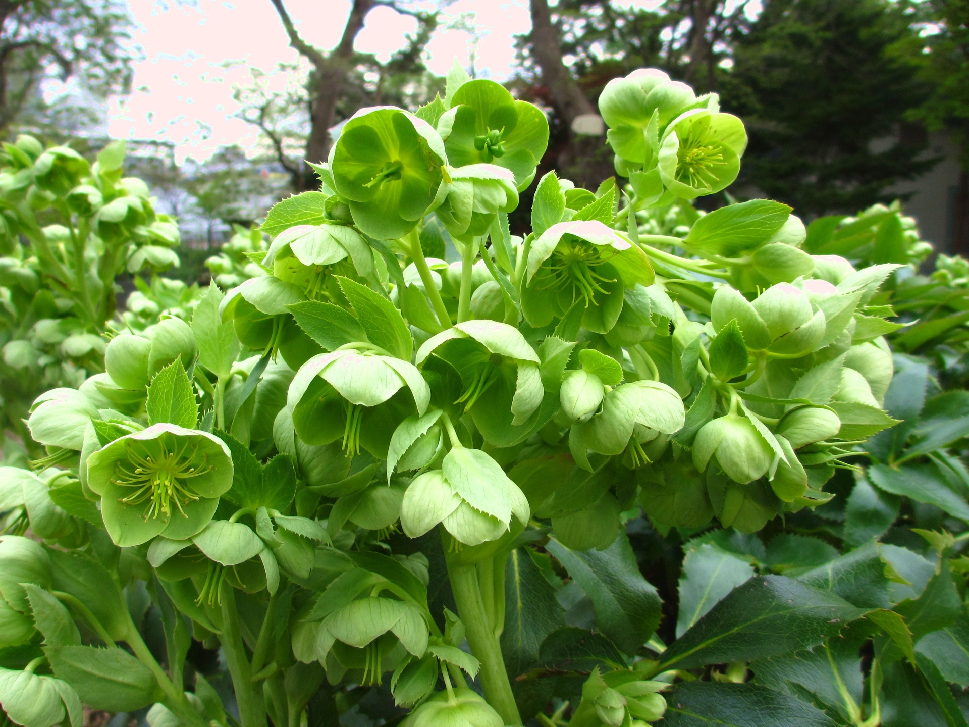 花 植物 クリスマスローズ 壁紙19x1440 壁紙館