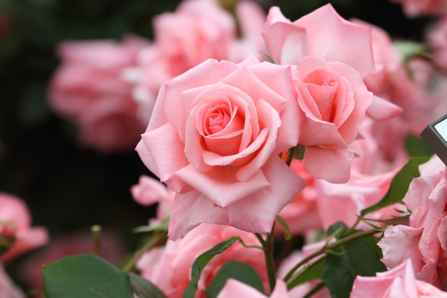 プリンセスアイコ